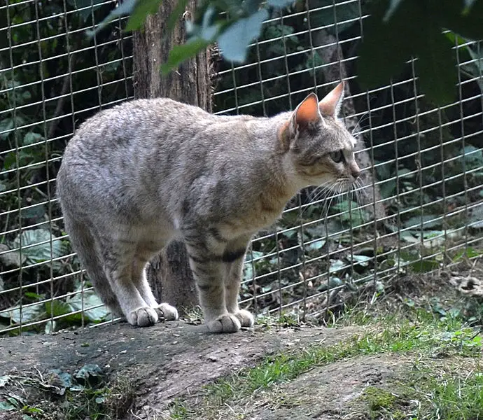 An African Wildcat in a zoo