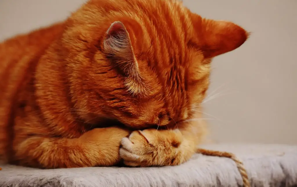 A ginger cat with his head in his paws in need of a cat carrier for difficult cats
