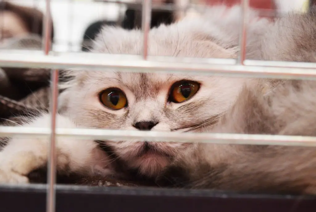 hard vs soft cat carrier