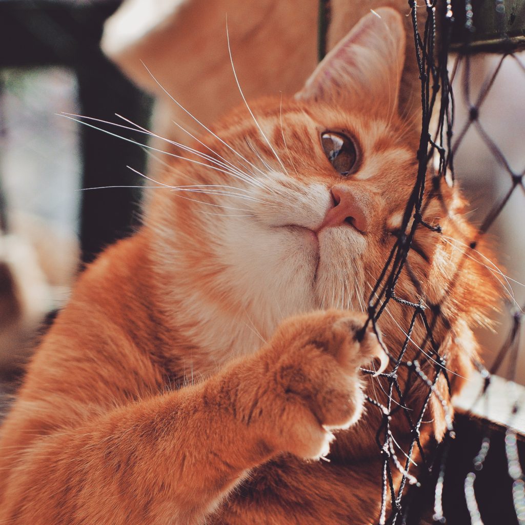 Ginger and white cat with head on chicken wire