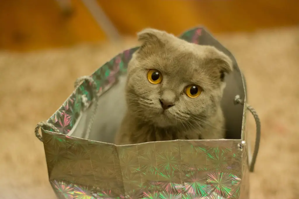 A gray cat sitting in a shiny gray gift bag.