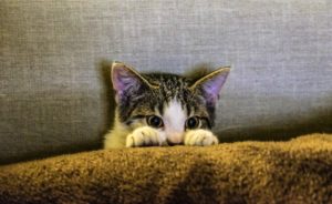 Anxious cat peeks over cushion