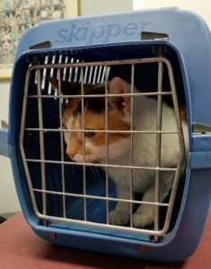 Ginger and white cat inside a blue cat carrier