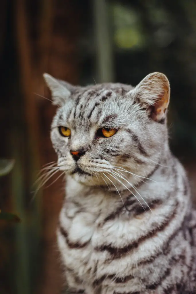 Medicine to calm cats Travel With Your Cat