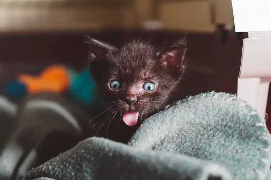 Brown kitten tongue out panting