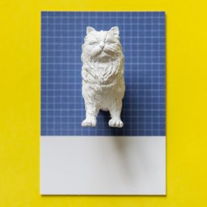 white mould of cat stuck to blue square paper