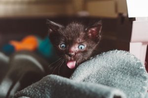 Black kitten with tongue sticking out