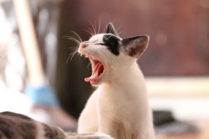White cat with mouth open wide showing teeth