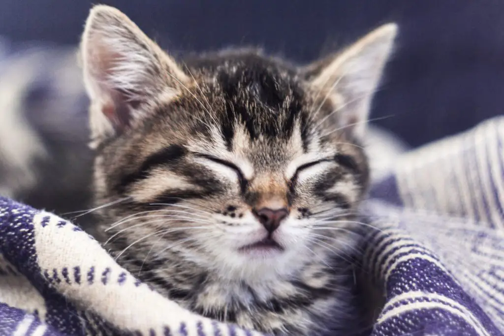 Kitten sleepy with eyes closed