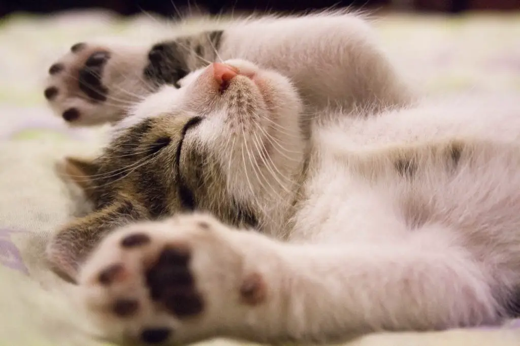 brown and white kitten lying on its back with its paws in the air