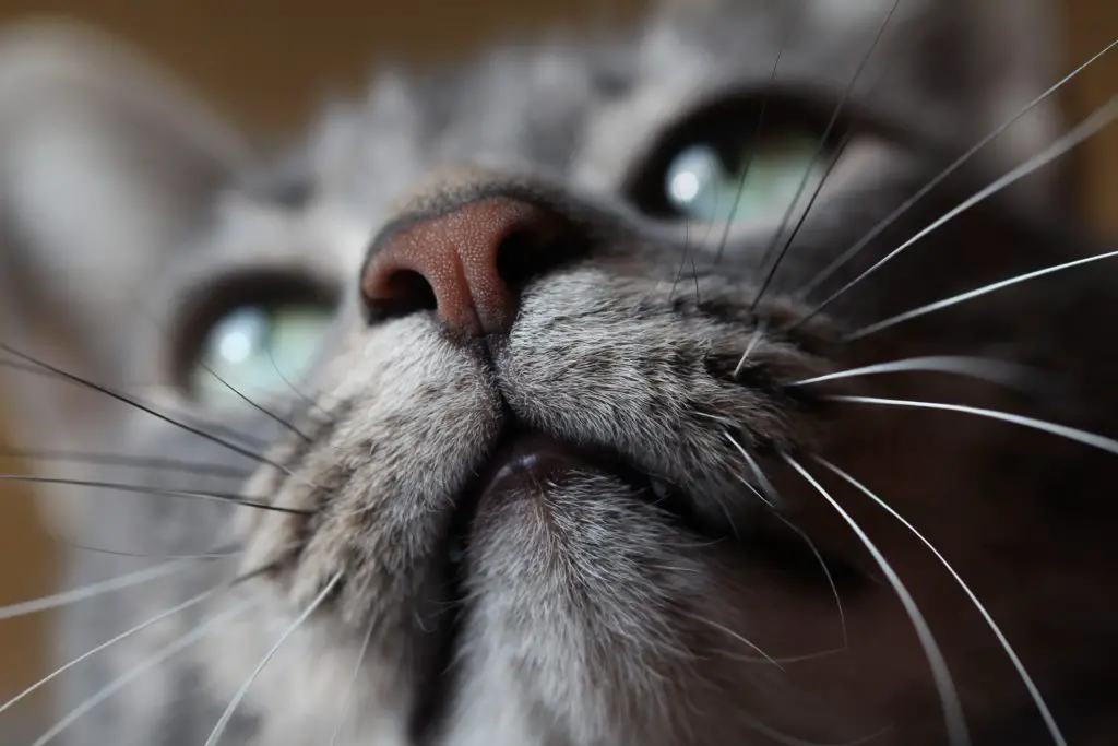 Gray cat with face close to the camera