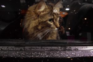 Cat traveling in a car looking out of a wet window