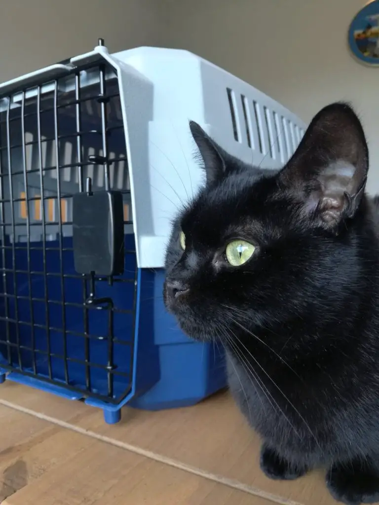 Argos cat carrier and black cat