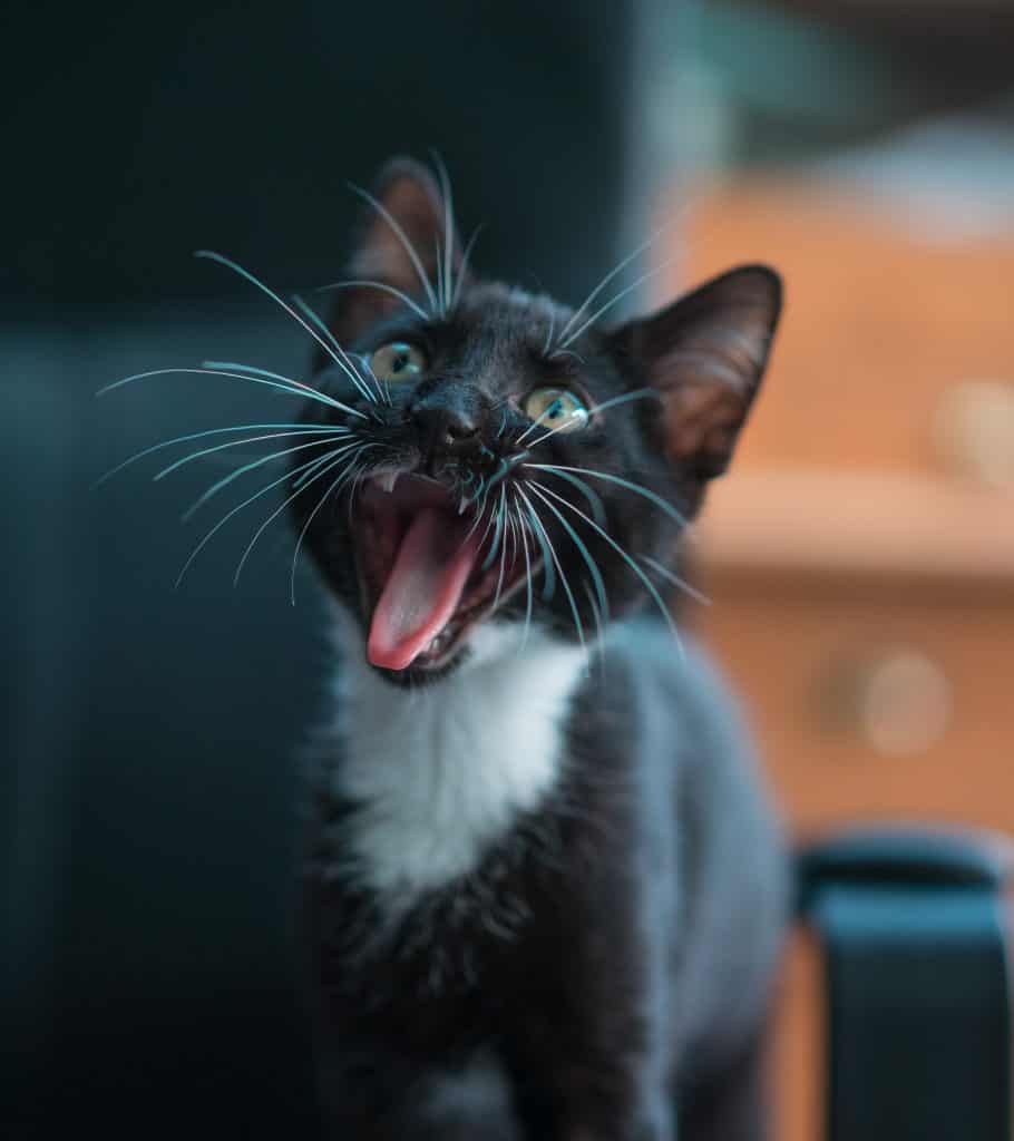 Cat meowing