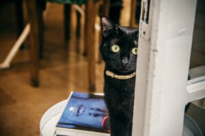 Black cat in a calming collar sitting behind a door