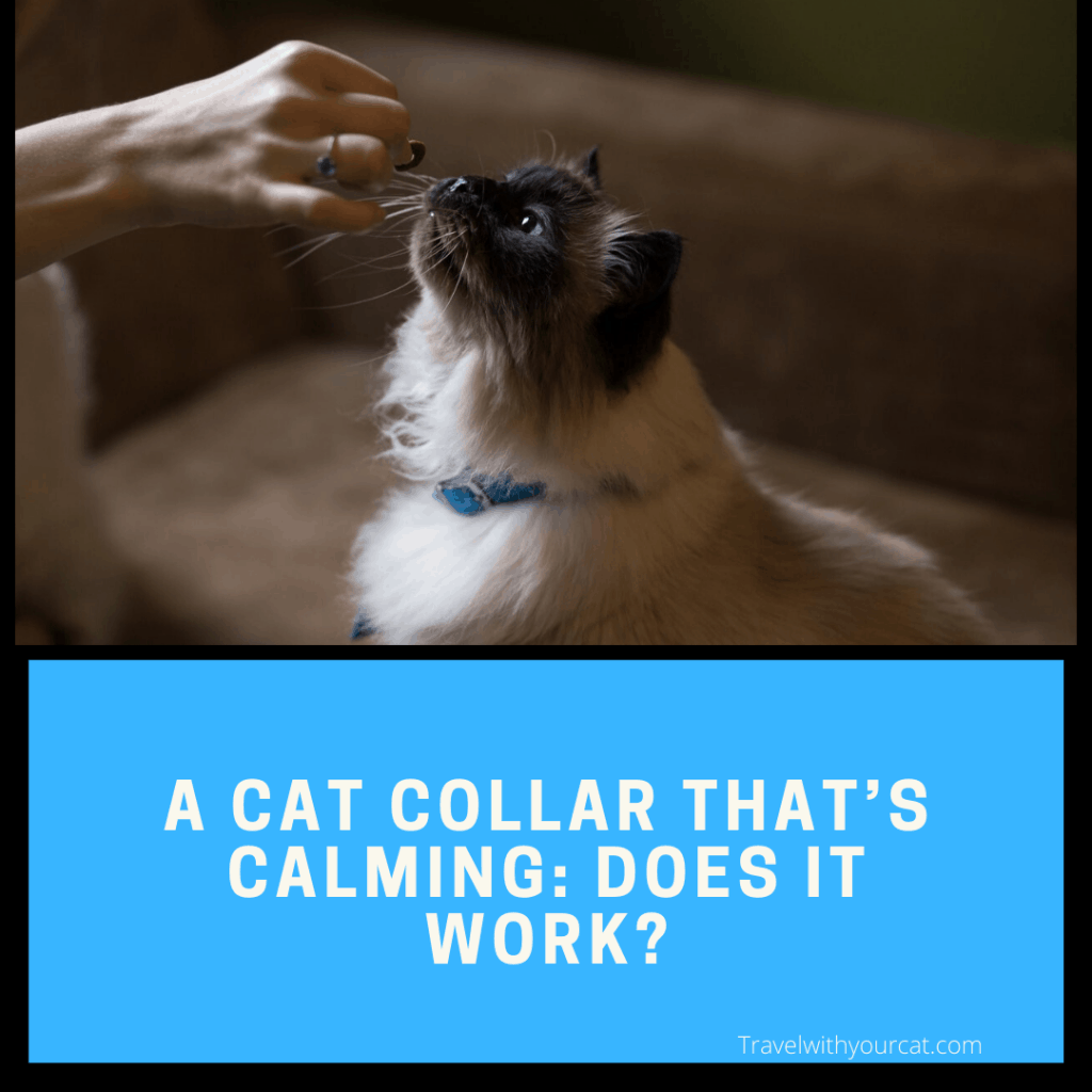 feliway calming collar for cats