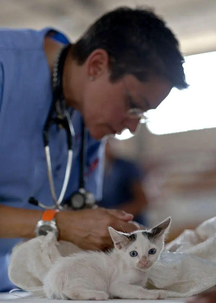 vet with cat out of cat carrier