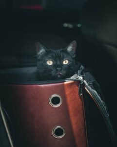 cat sitting in a cat car seat