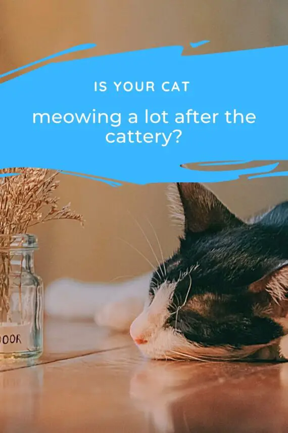 Is Your Cat Meowing a lot After the Cattery? Travel With Your Cat