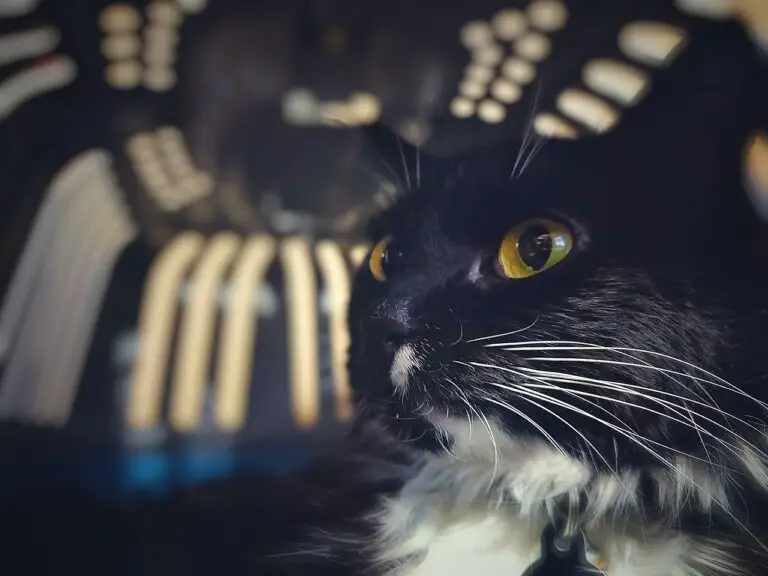 Cat traveling on a train in a carrier