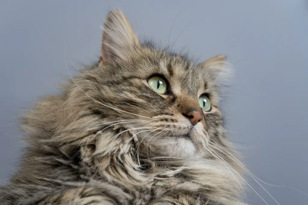 Maine Coon Cat close up