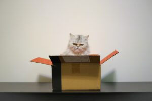 Cat looking grumpy sitting in a box