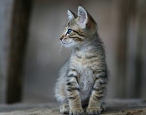 small tabby cat