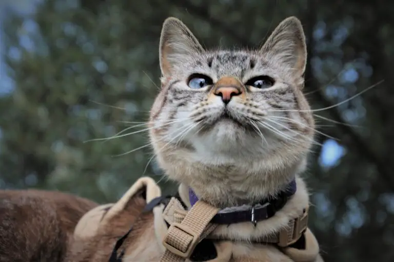 cat walking on a leash