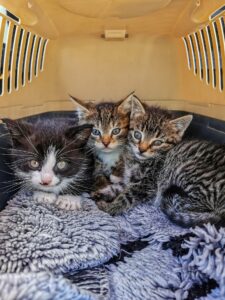 kittens in a top loading cat carrier