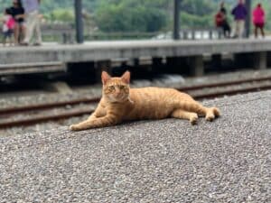 ginger cat lying on train platform in the sunshine