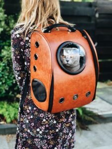 Gray cat sitting in a cat backpack