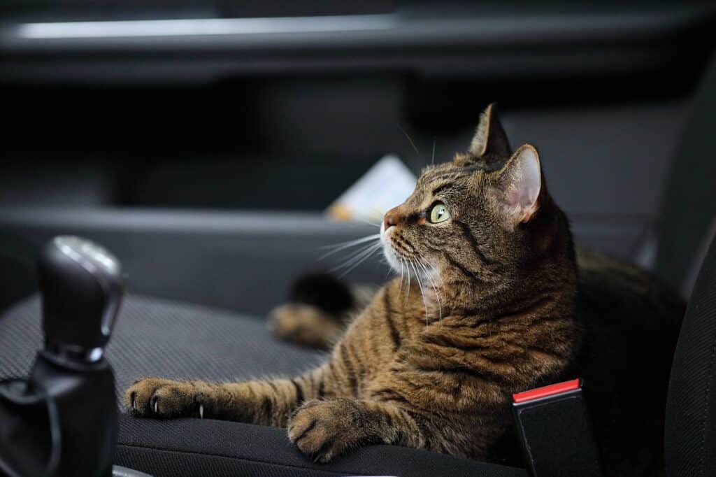 cat sitting on seat of uber