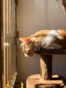 cat sitting on cat tree