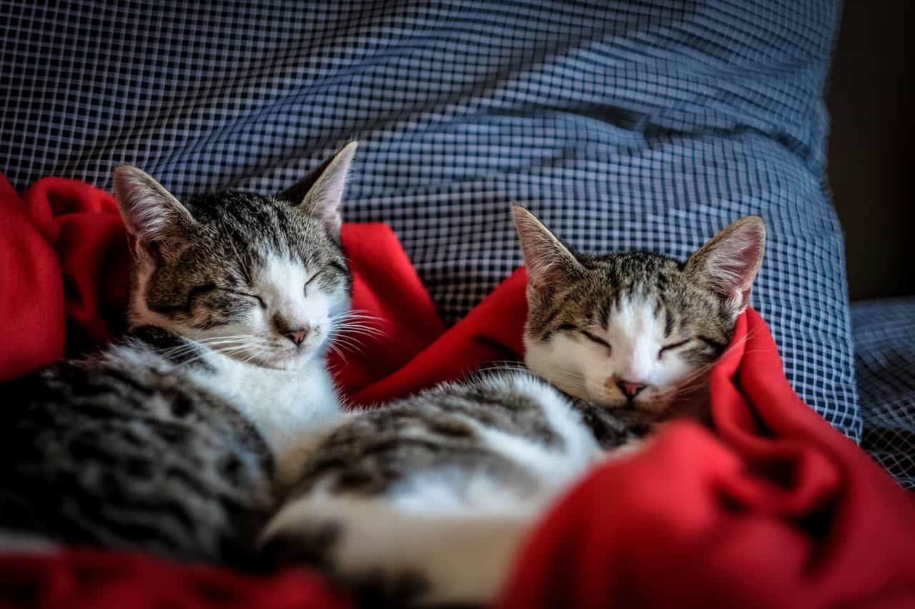 two tiny cats sleeping in cat carrier