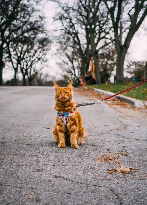 cat wearing a vest harness