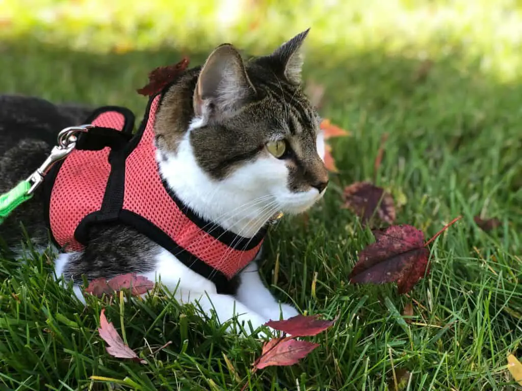 Cat sitting in a harness