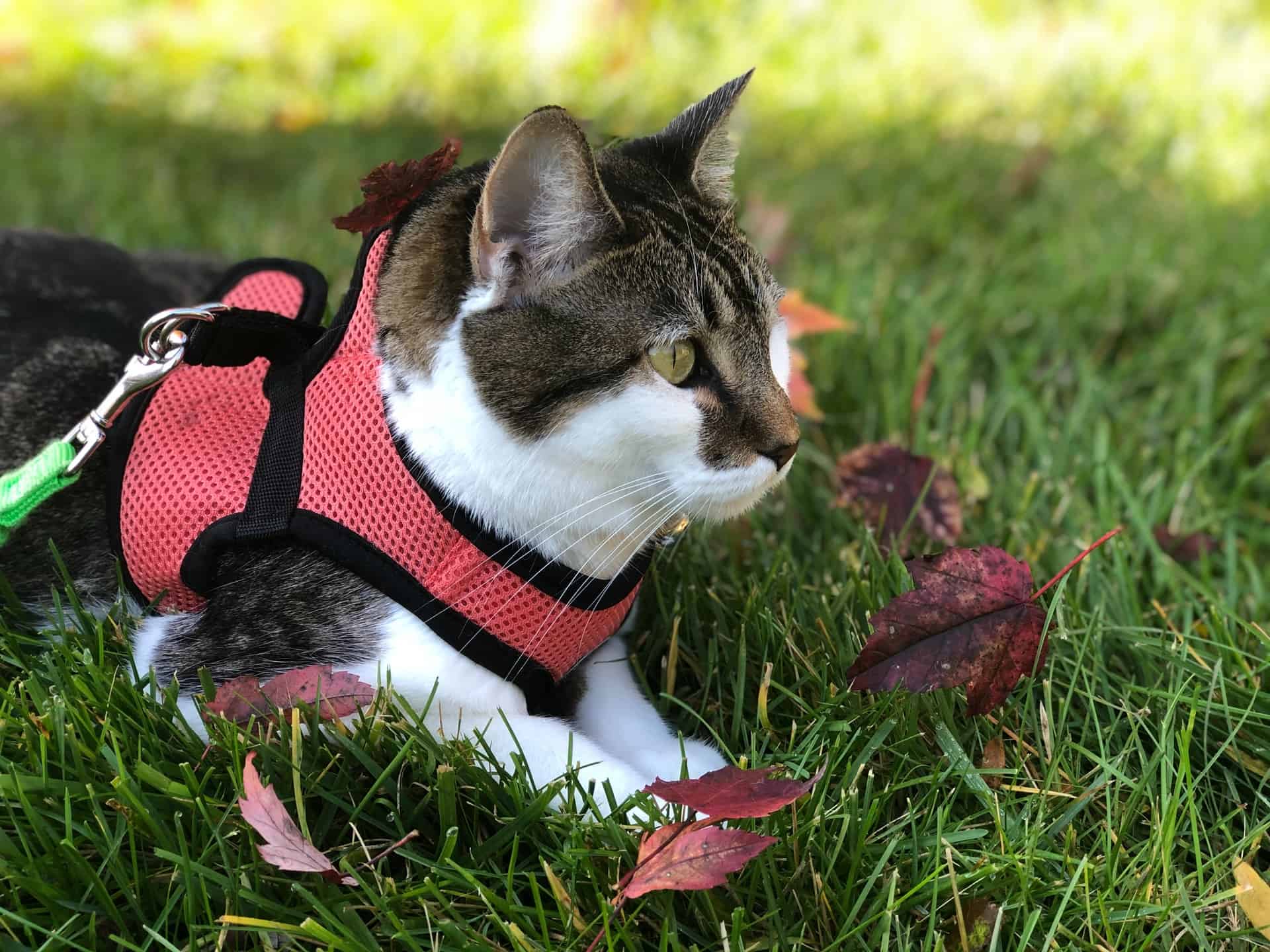 Buying the Best Cat Harness Travel With Your Cat