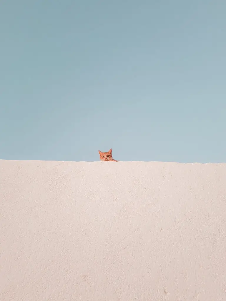 cat sitting behind sand dune