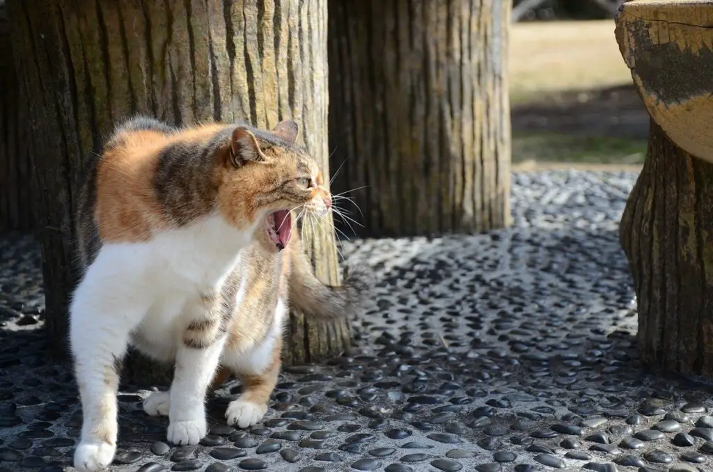 One cat crying like a baby fighting