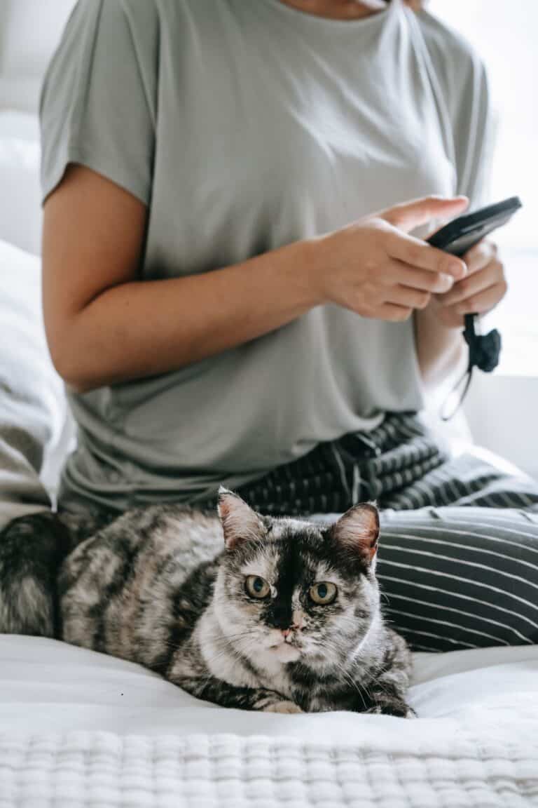 cat sitting on grey blanket