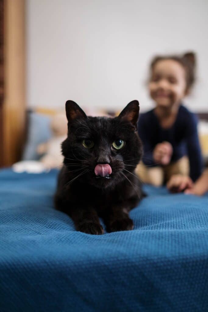 black cat on the corner of the bed with tongue out