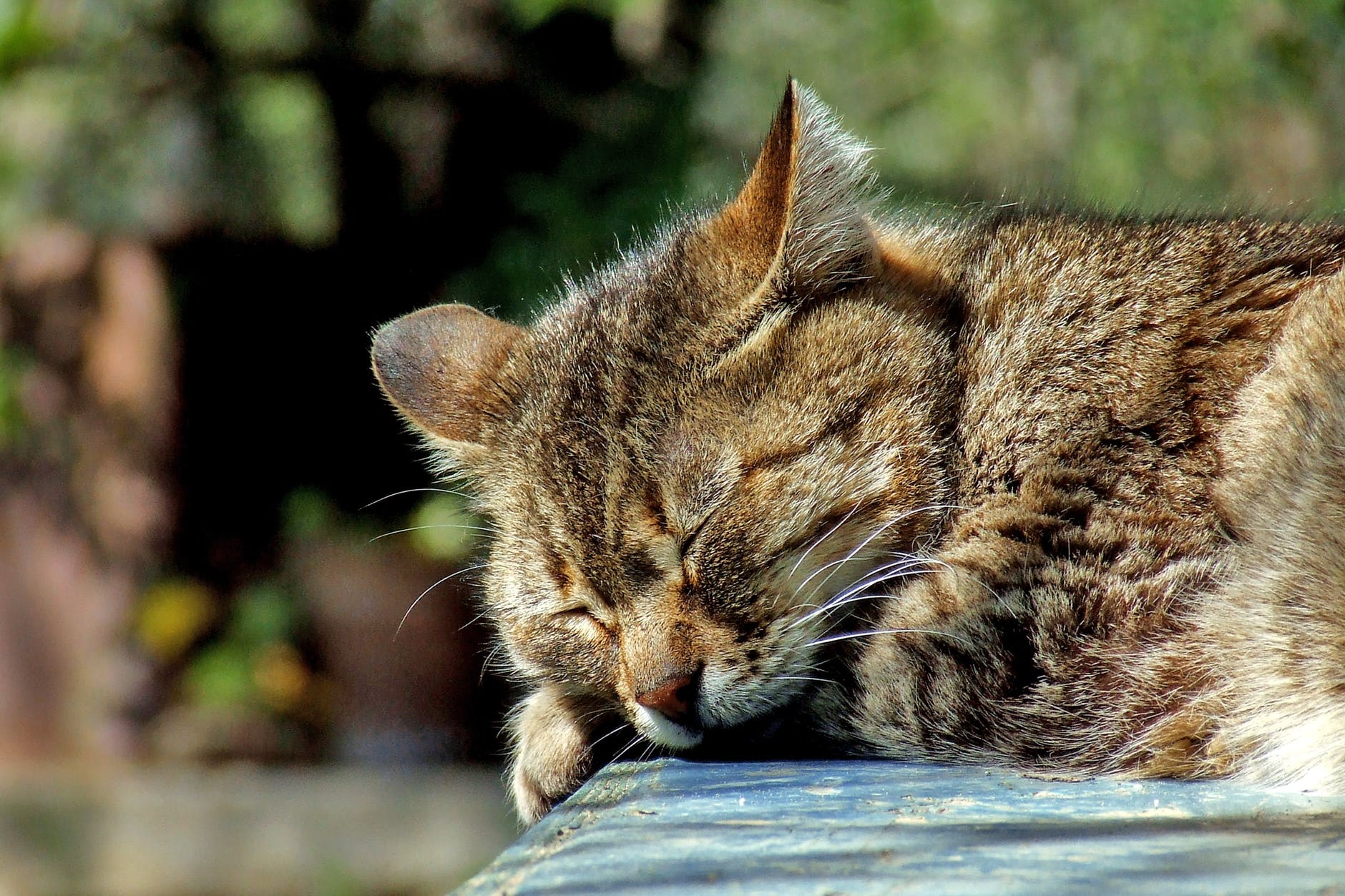 brown cat sitting on cheap outdoor cat house