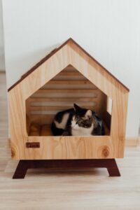 cat sitting in a wooden house
