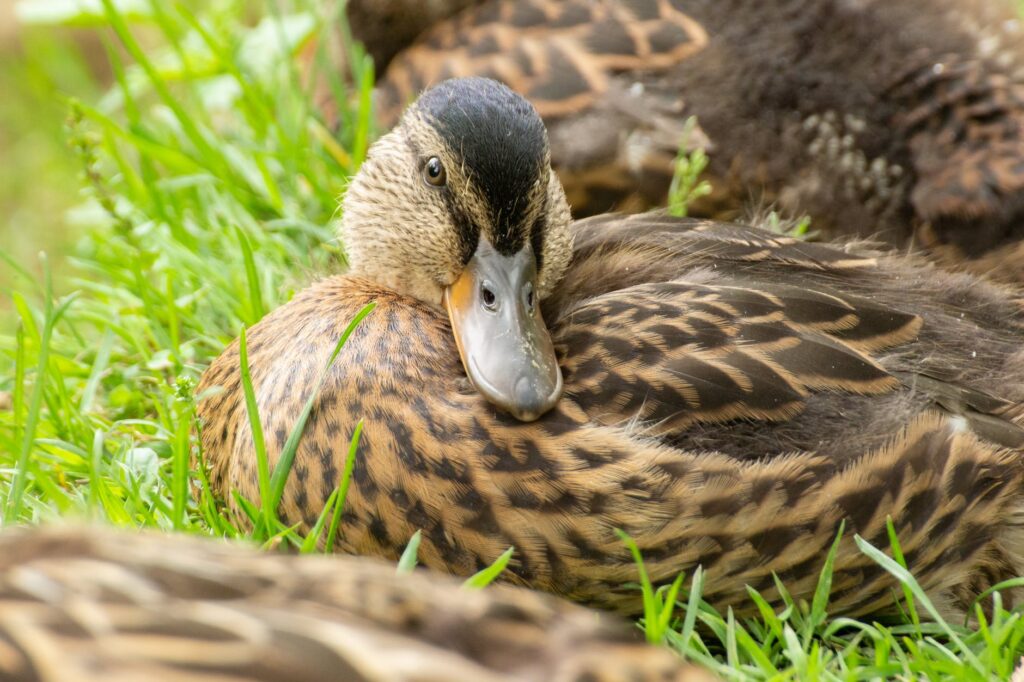 brown duck on green grass