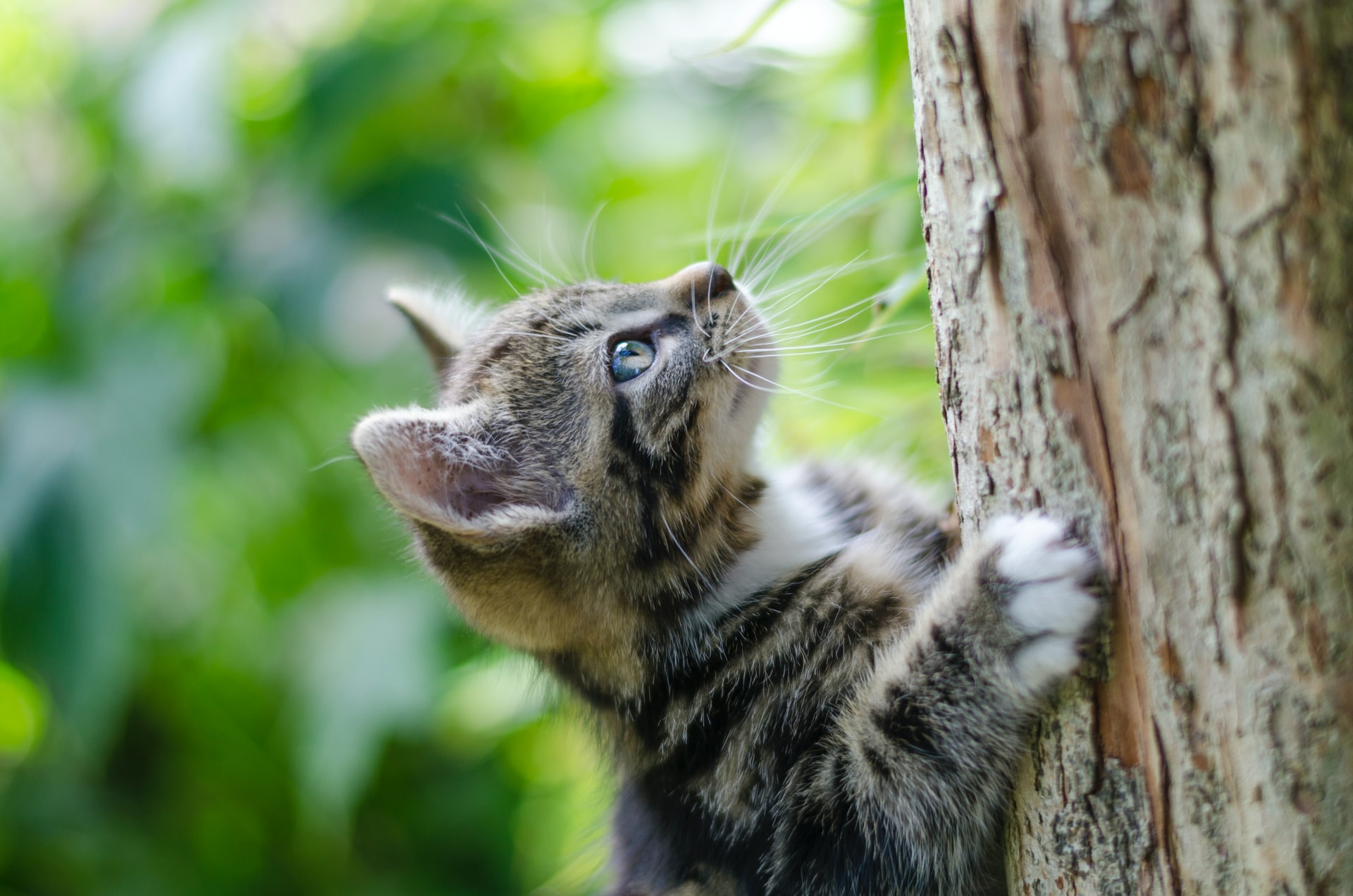 why-does-my-cat-climb-me-like-a-tree-travel-with-your-cat