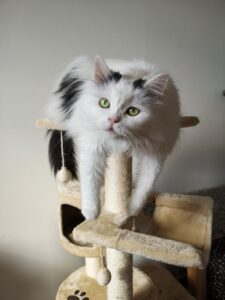 photo of white and black cat resting on cat tree