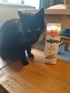 Black cat sitting next to Alpro oat milk