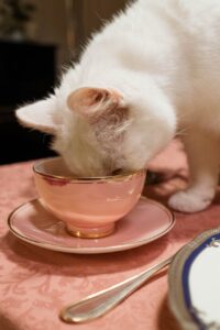 white cat drinking in a cup