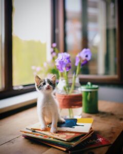 selective focus of a kitten on the books