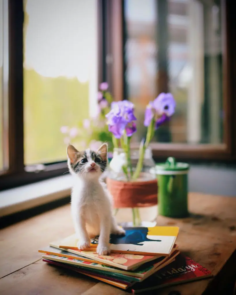 selective focus of a kitten on the books